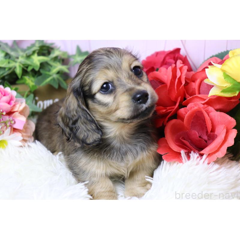 販売中の香川県のミニチュアダックスフンド(ロングヘアード)-447350の6枚目