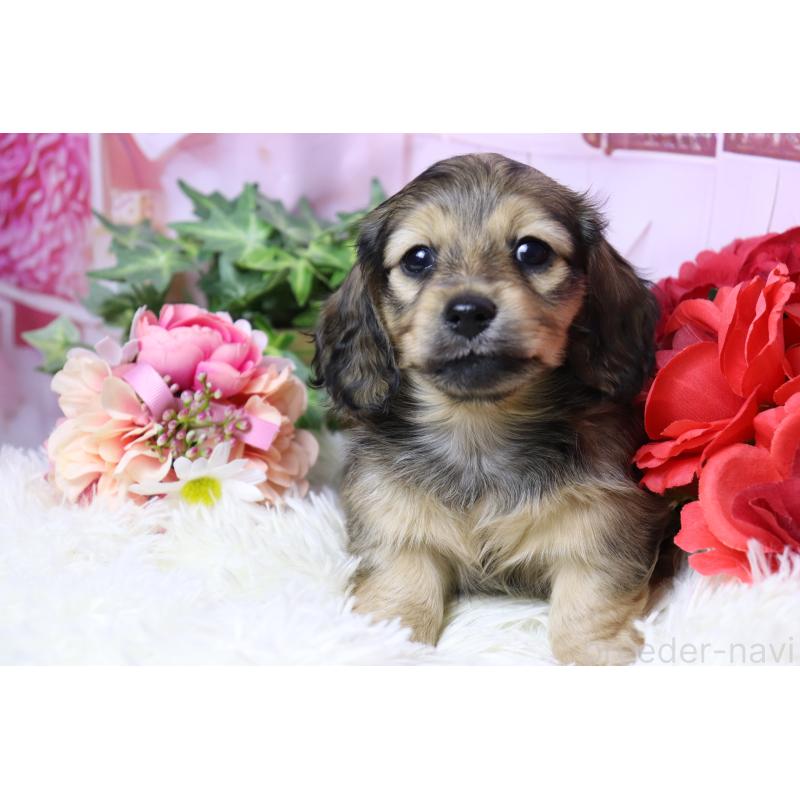 販売中の香川県のミニチュアダックスフンド(ロングヘアード)-447350の5枚目