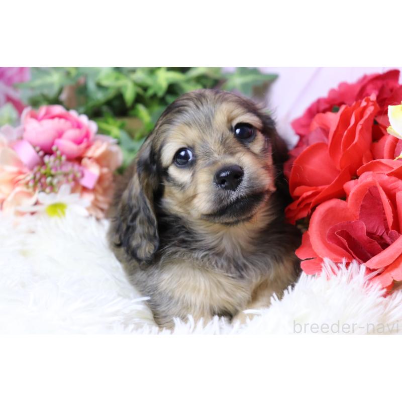 販売中の香川県のミニチュアダックスフンド(ロングヘアード)-447350の4枚目