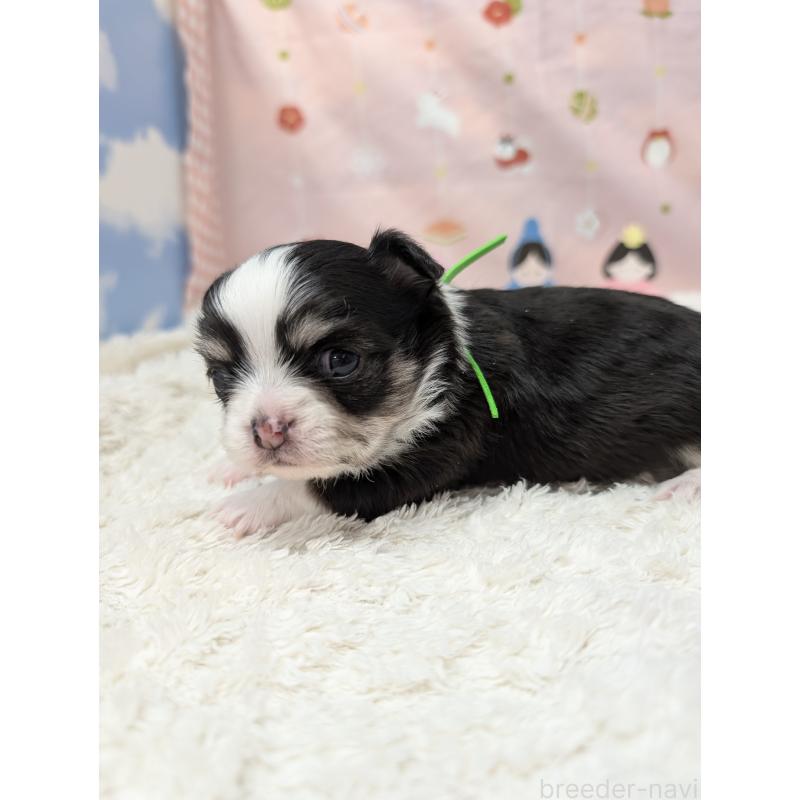 販売中の岐阜県のチワワ(ロングコート)-447352の4枚目