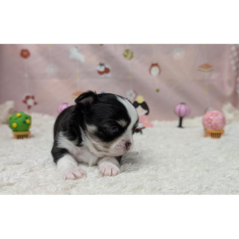 販売中の岐阜県のチワワ(ロングコート)-447352の3枚目