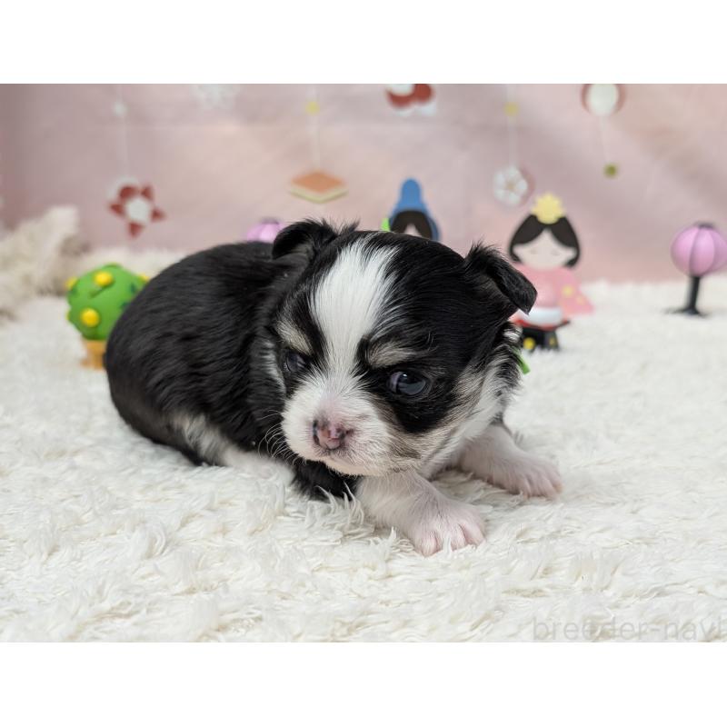 販売中の岐阜県のチワワ(ロングコート)-447352の2枚目