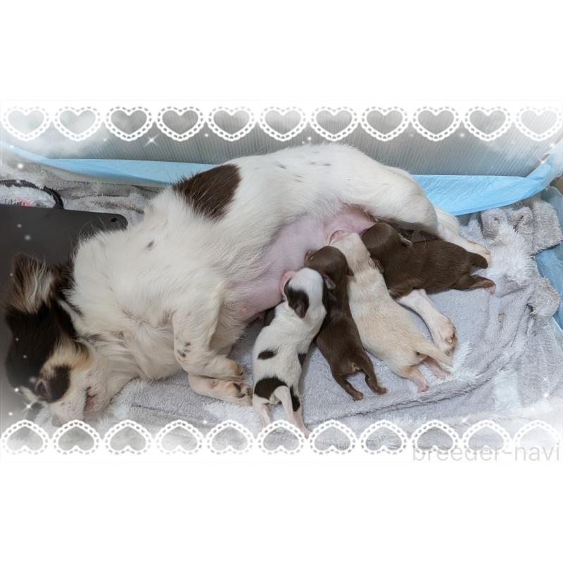 販売中の岐阜県のチワワ(ロングコート)-445704