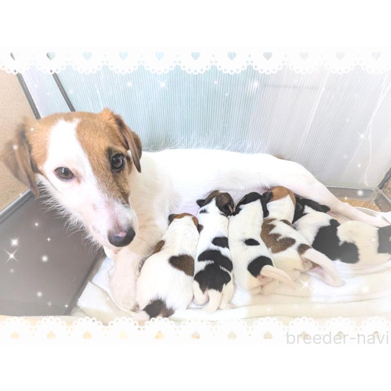 販売中の岐阜県のジャックラッセルテリア-445703