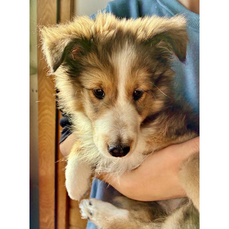 販売中の静岡県のシェットランドシープドッグ(シェルティ)-447225の4枚目