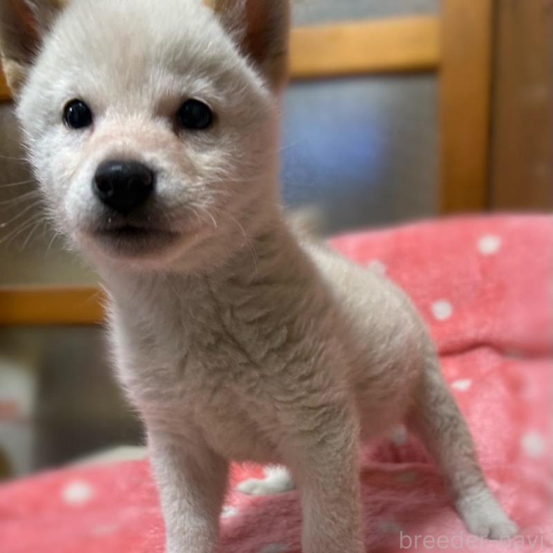 販売中の香川県の豆柴-447363の4枚目