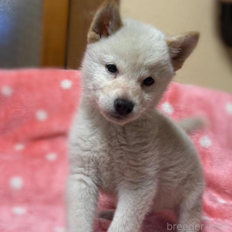 販売中の香川県の豆柴-447363の3枚目