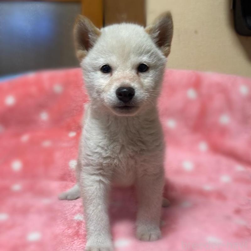 販売中の香川県の豆柴-447363の2枚目