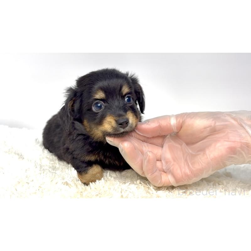 販売中の茨城県のチワックス:チワワ×ミニチュアダックスフンド-447364の5枚目