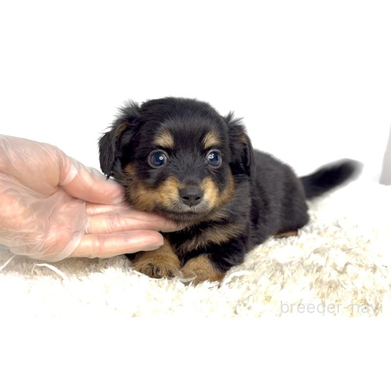 販売中の茨城県のチワックス:チワワ×ミニチュアダックスフンド-447364の3枚目