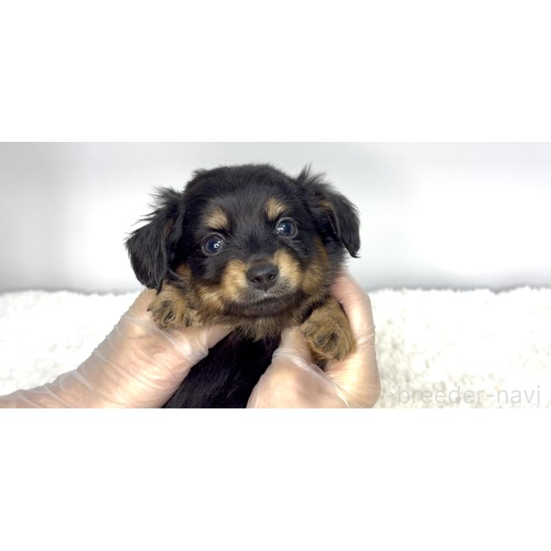 販売中の茨城県のチワックス:チワワ×ミニチュアダックスフンド-447364の2枚目