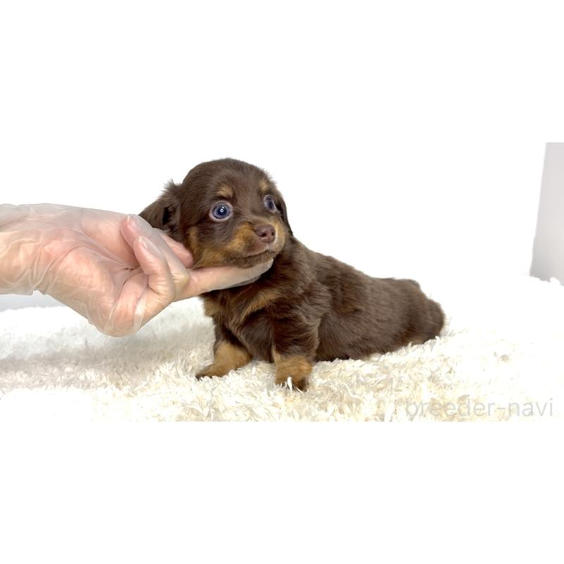 販売中の茨城県のチワックス:チワワ×ミニチュアダックスフンド-447365の4枚目