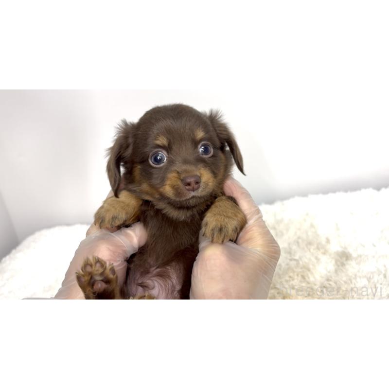 販売中の茨城県のチワックス:チワワ×ミニチュアダックスフンド-447365の2枚目