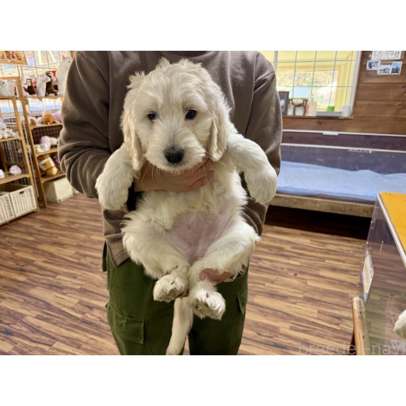 販売中の長野県のゴールデンドゥードル:ゴールデンレトリーバー×プードル-447368の5枚目