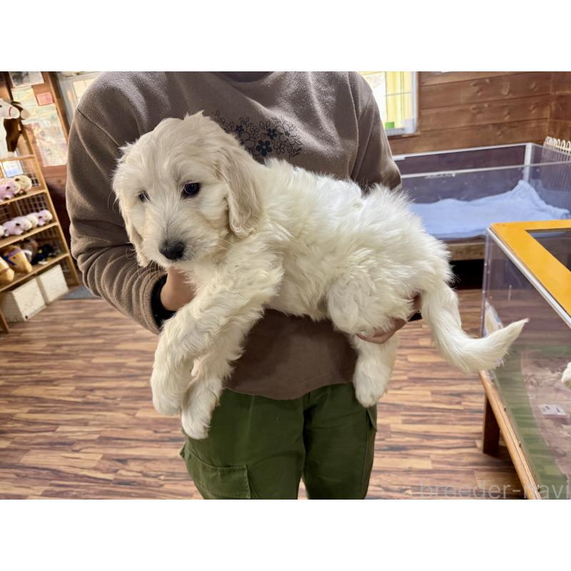 販売中の長野県のゴールデンドゥードル:ゴールデンレトリーバー×プードル-447368の4枚目