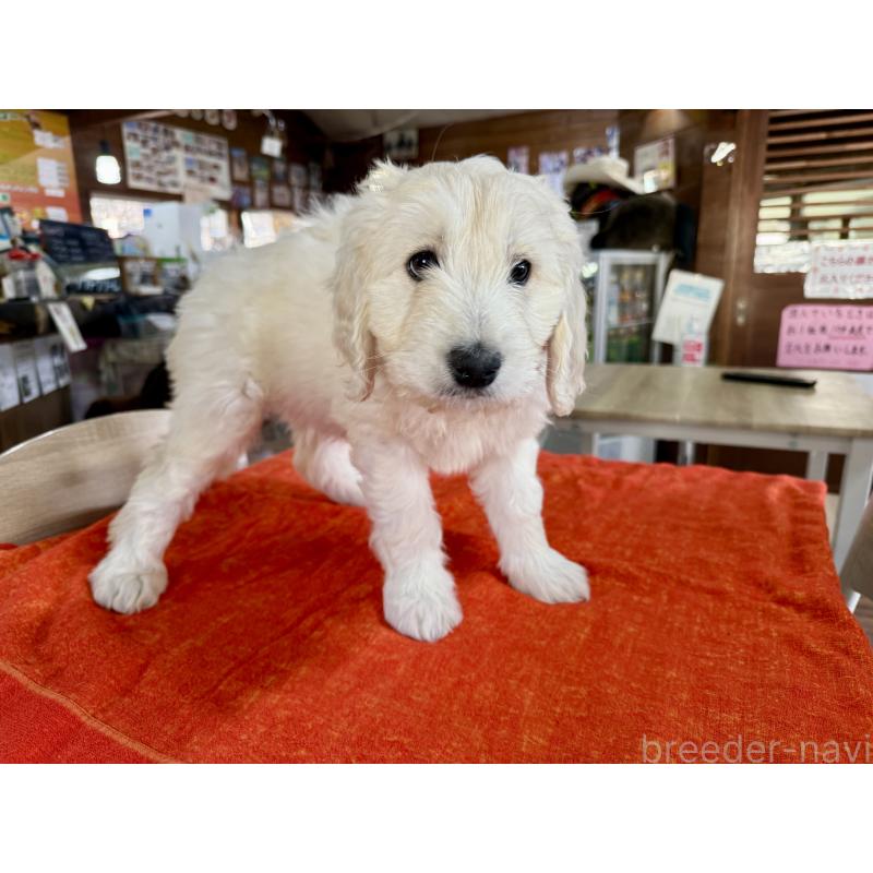 販売中の長野県のゴールデンドゥードル:ゴールデンレトリーバー×プードル-447368の3枚目