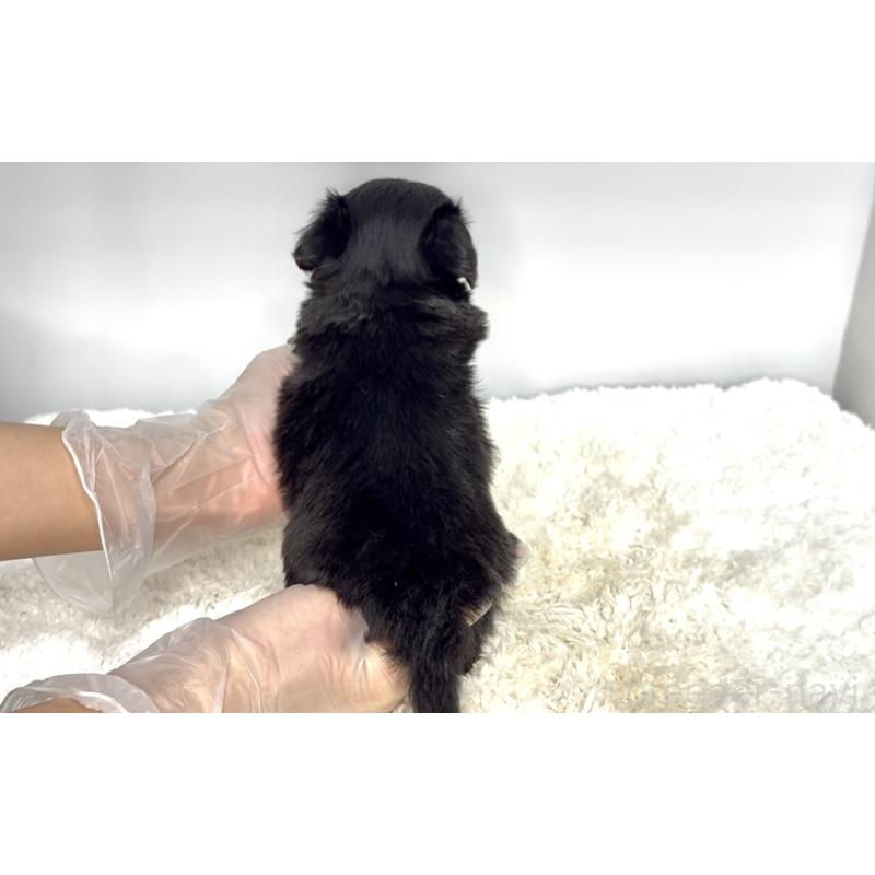 販売中の茨城県のチワックス:チワワ×ミニチュアダックスフンド-447366の3枚目