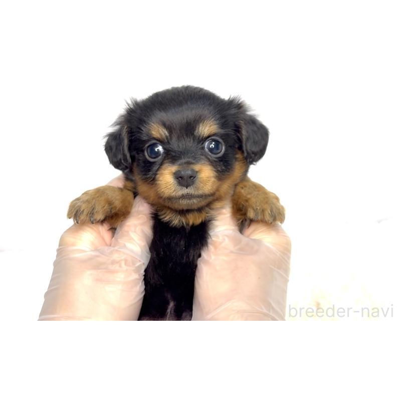 販売中の茨城県のチワックス:チワワ×ミニチュアダックスフンド-447366の2枚目