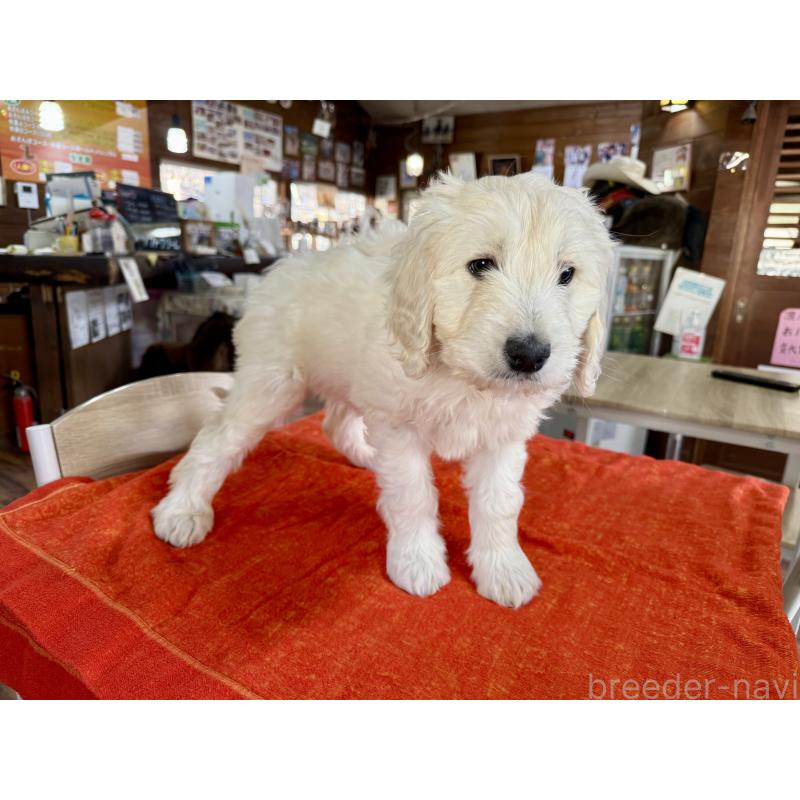 販売中の長野県のゴールデンドゥードル:ゴールデンレトリーバー×プードル-447368の2枚目