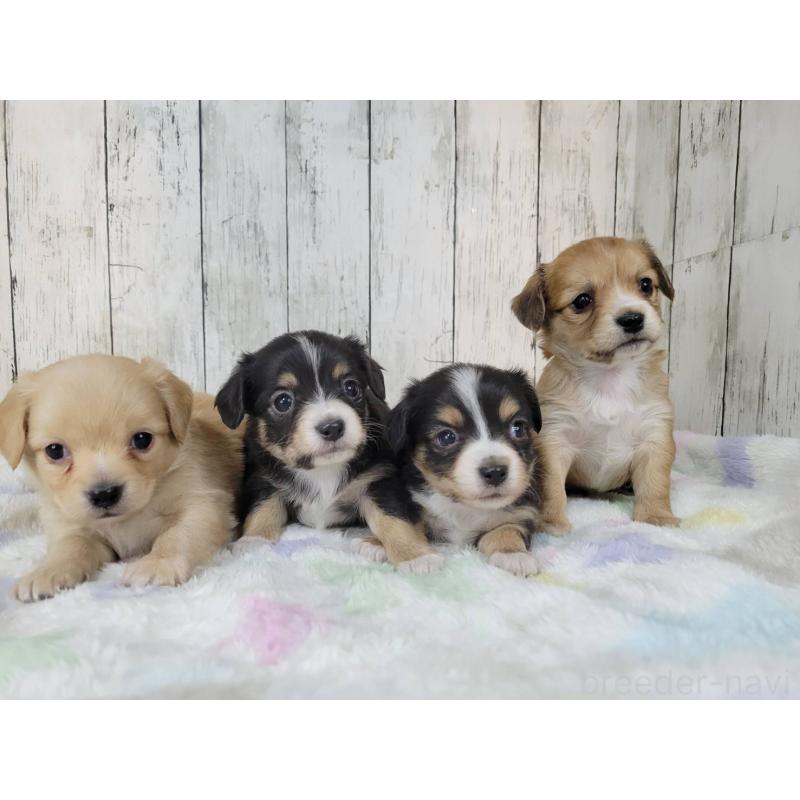 販売中の三重県のチワックス:チワワ×ミニチュアダックスフンド-447370の3枚目