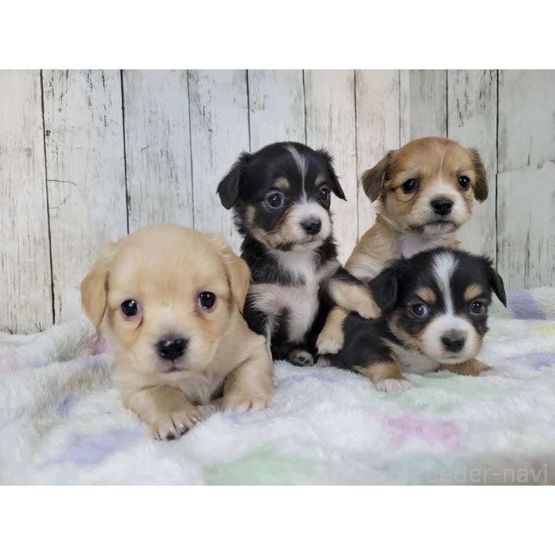 販売中の三重県のチワックス:チワワ×ミニチュアダックスフンド-447370の4枚目