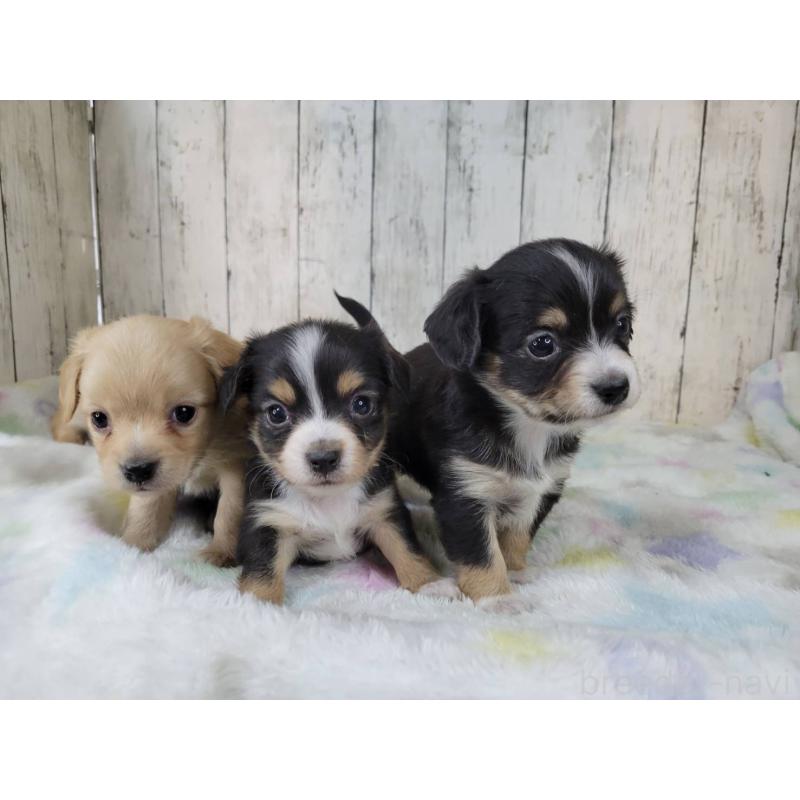 販売中の三重県のチワックス:チワワ×ミニチュアダックスフンド-447370の2枚目