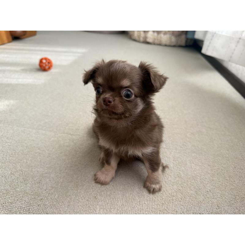 販売中の京都府のチワワ(ロングコート)-447367の8枚目