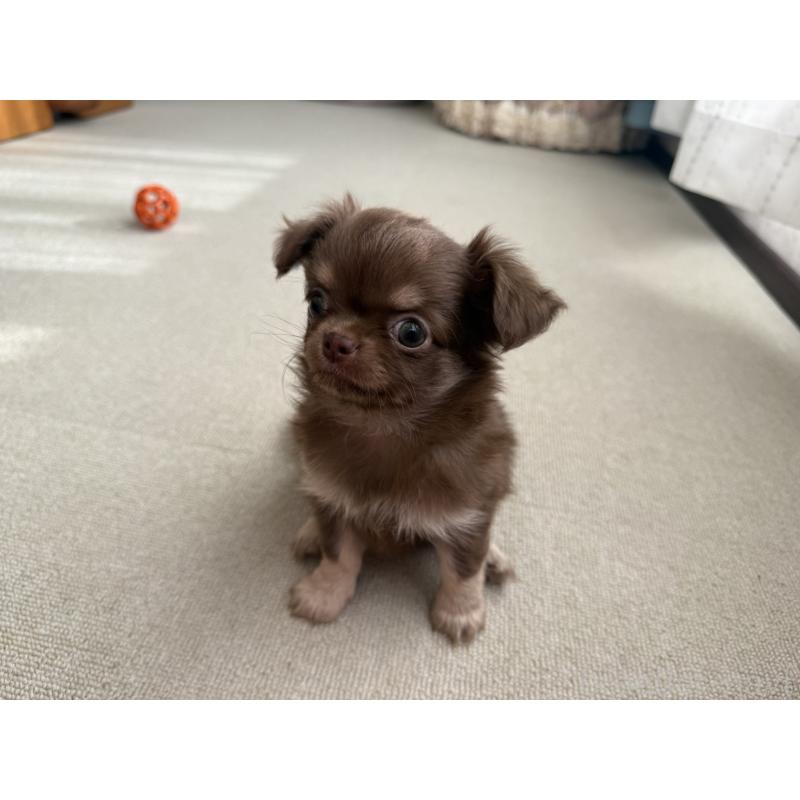 販売中の京都府のチワワ(ロングコート)-447367の7枚目