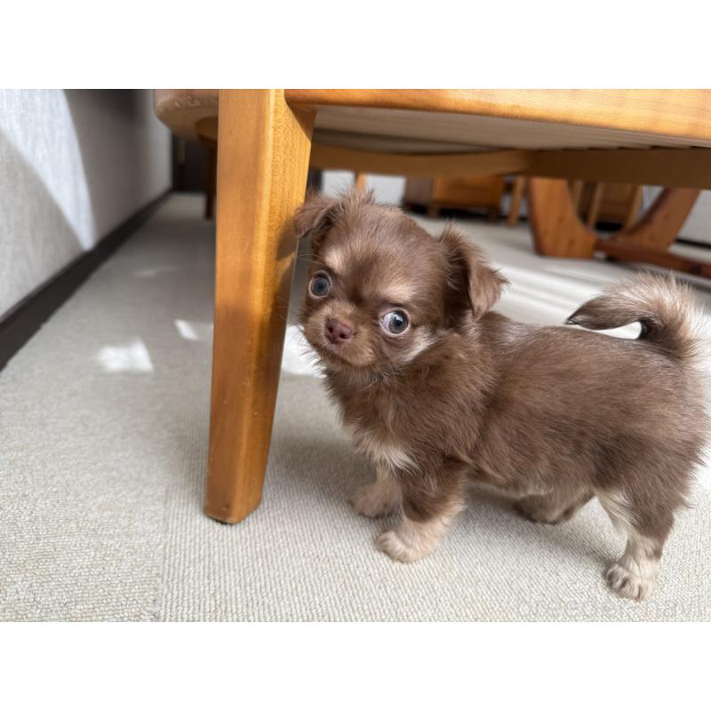 販売中の京都府のチワワ(ロングコート)-447367の6枚目