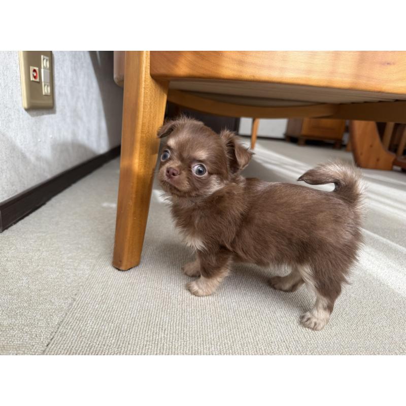 販売中の京都府のチワワ(ロングコート)-447367の5枚目