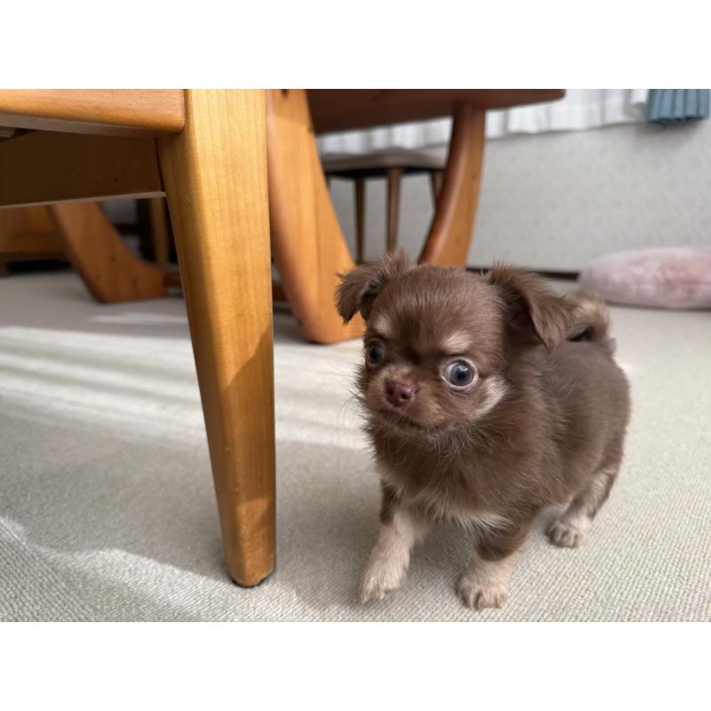 販売中の京都府のチワワ(ロングコート)-447367の4枚目