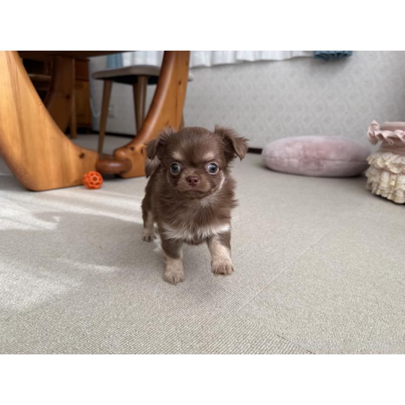 販売中の京都府のチワワ(ロングコート)-447367の2枚目