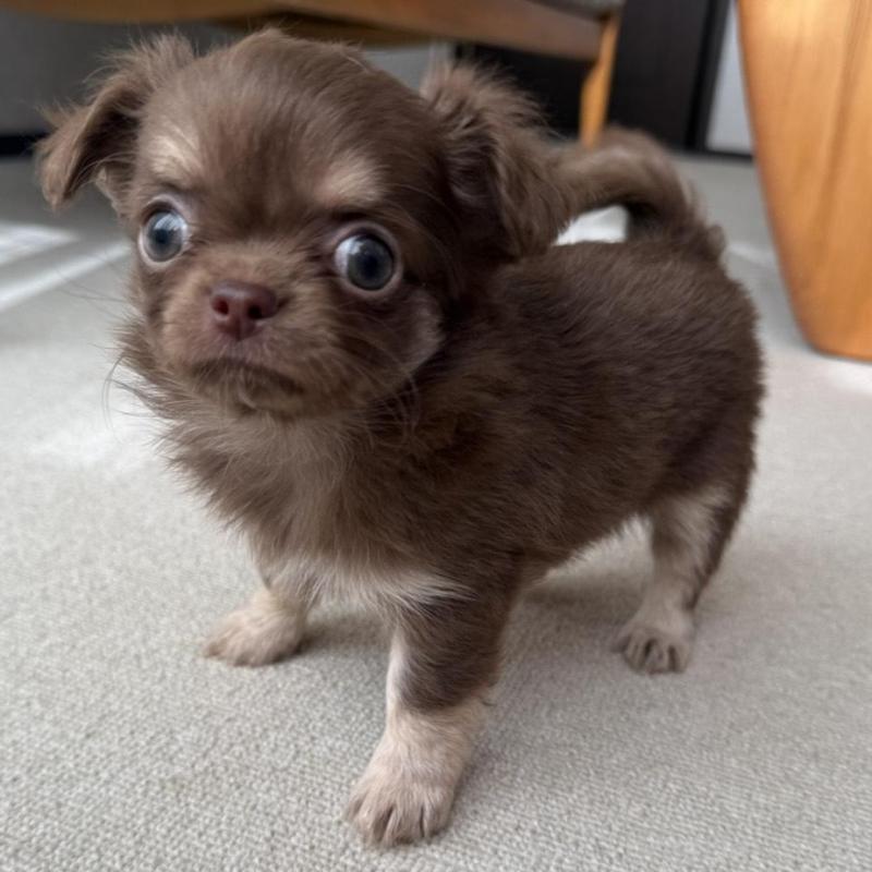 販売中の京都府のチワワ(ロングコート)-447367