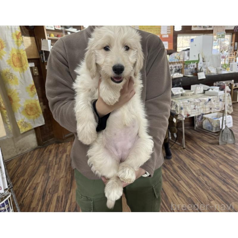 販売中の長野県のゴールデンドゥードル:ゴールデンレトリーバー×プードル-447369の3枚目