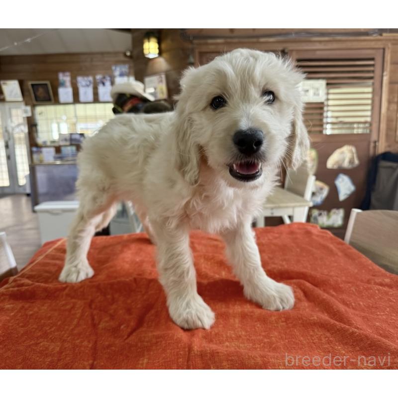 販売中の長野県のゴールデンドゥードル:ゴールデンレトリーバー×プードル-447369の2枚目