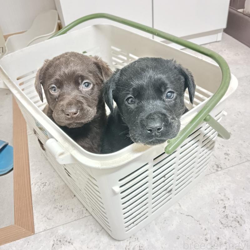 商談中の山口県のラブラドールレトリーバー-447372の1枚目