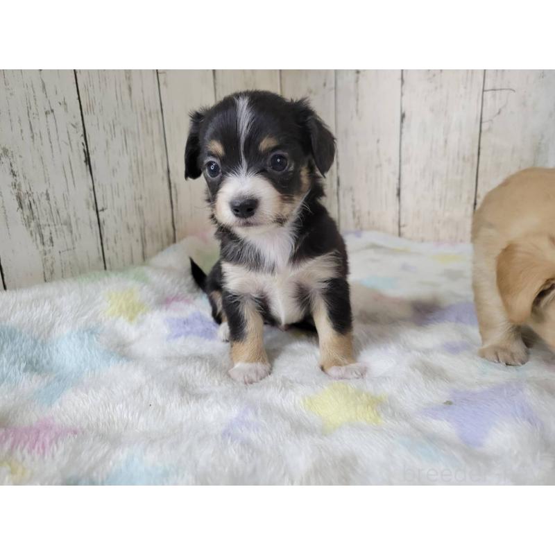 販売中の三重県のチワックス:チワワ×ミニチュアダックスフンド-447371の5枚目