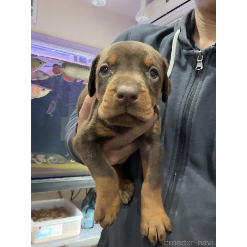 販売中の茨城県のドーベルマン-447373の5枚目