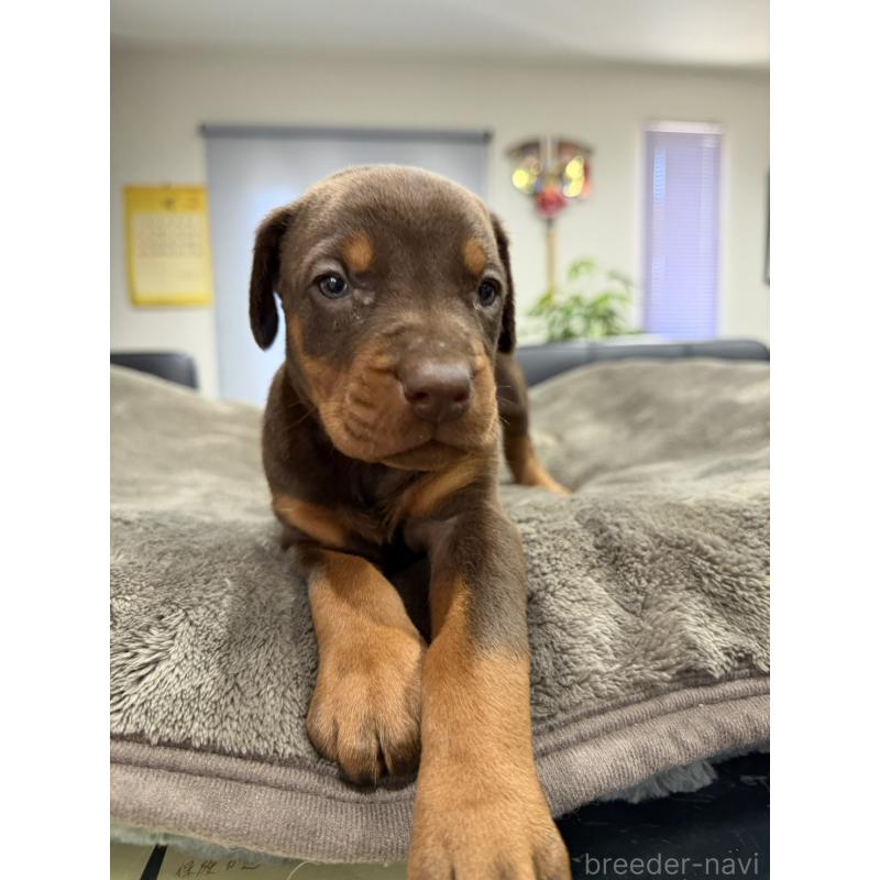 販売中の茨城県のドーベルマン-447373の1枚目