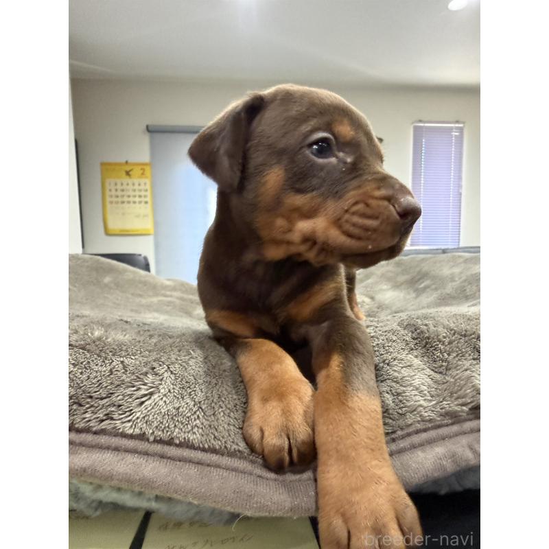 販売中の茨城県のドーベルマン-447373の3枚目