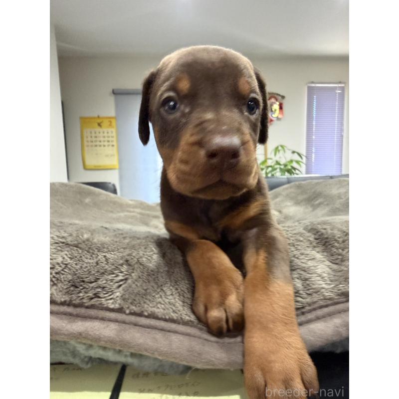 販売中の茨城県のドーベルマン-447373の2枚目