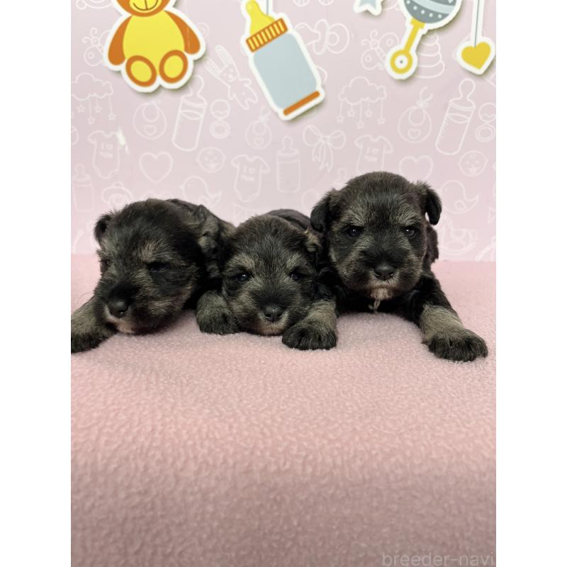 販売中の東京都のミニチュアシュナウザー-448413の6枚目