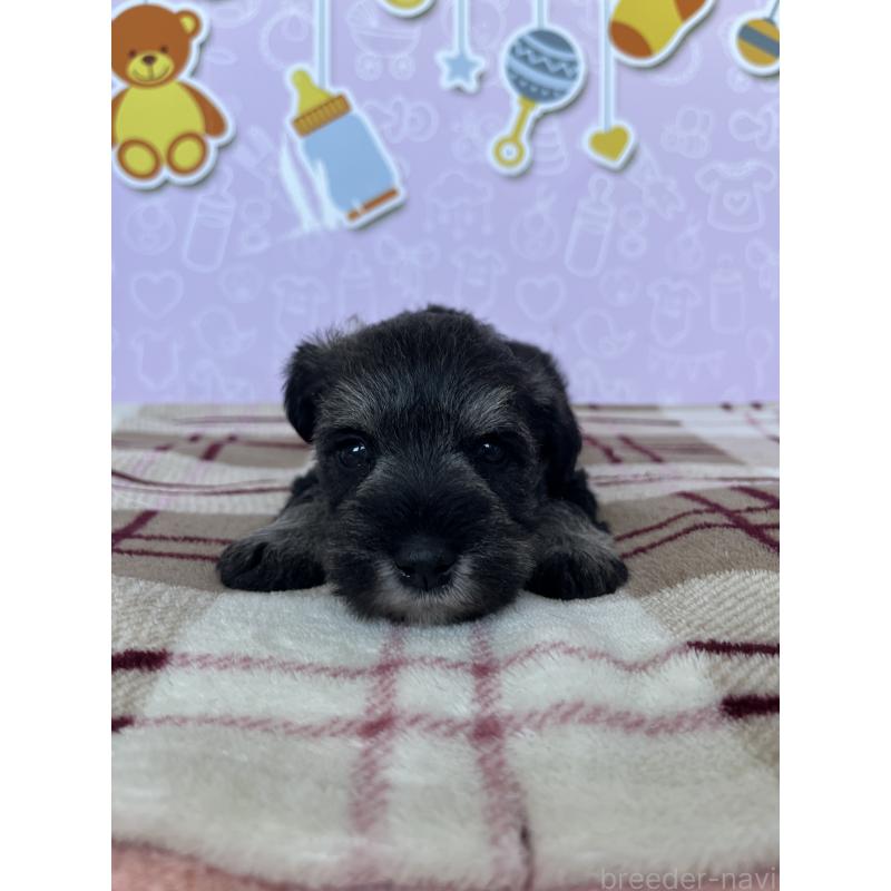 販売中の東京都のミニチュアシュナウザー-448413の5枚目