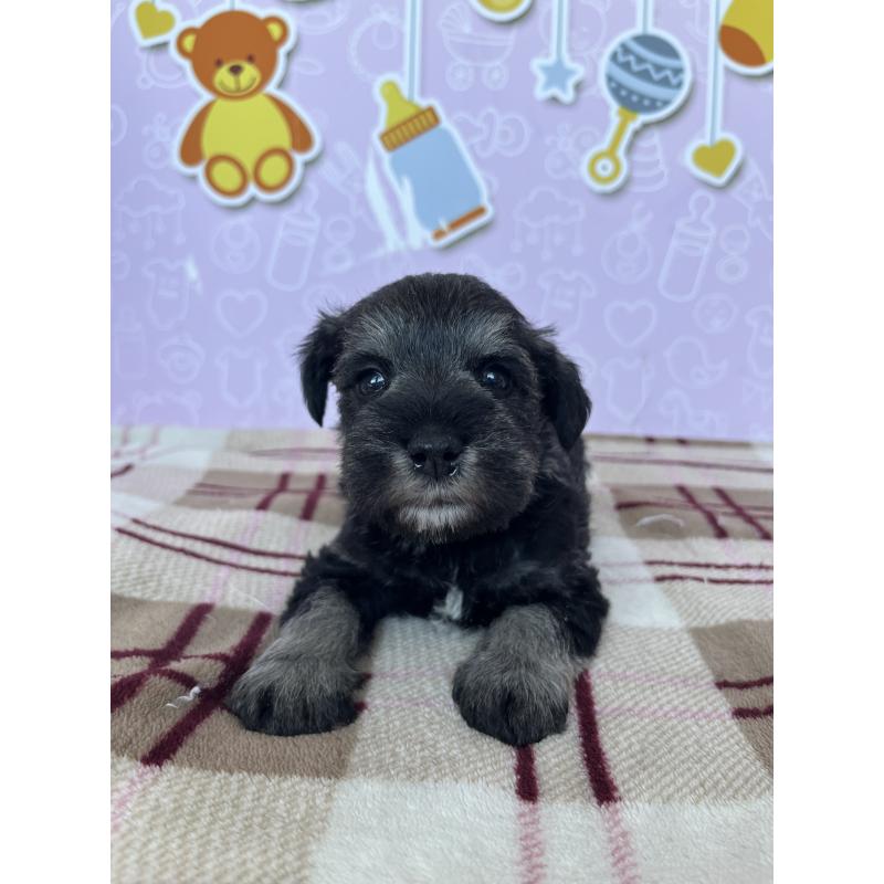 販売中の東京都のミニチュアシュナウザー-448413の4枚目