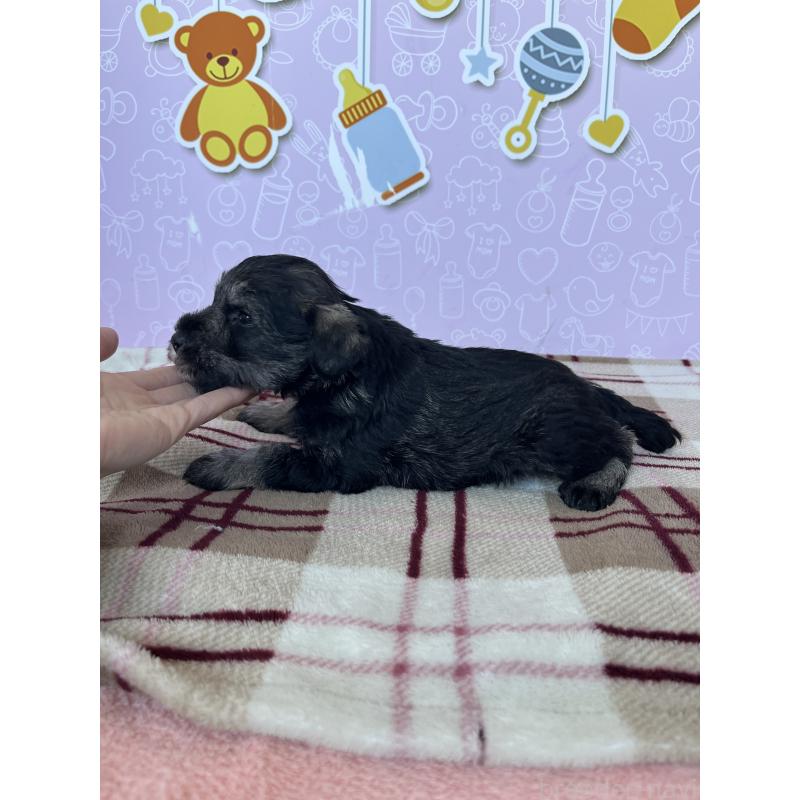 販売中の東京都のミニチュアシュナウザー-448413の3枚目