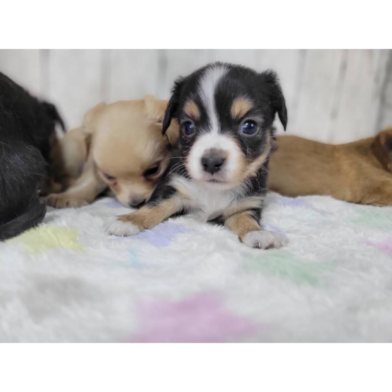 販売中の三重県のチワックス:チワワ×ミニチュアダックスフンド-447374の4枚目