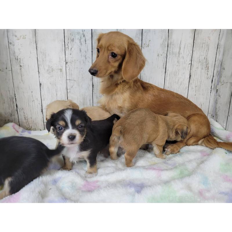 販売中の三重県のチワックス:チワワ×ミニチュアダックスフンド-447374の3枚目