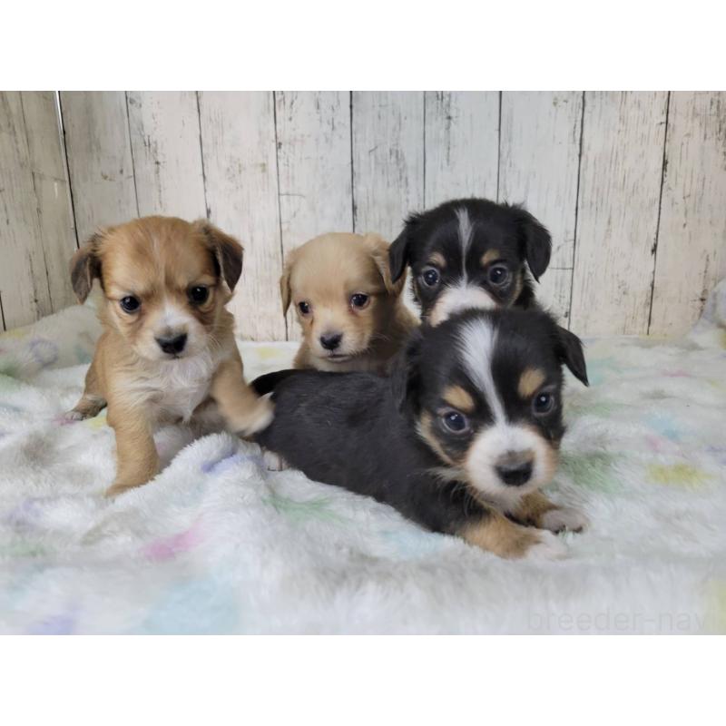 販売中の三重県のチワックス:チワワ×ミニチュアダックスフンド-447374の2枚目