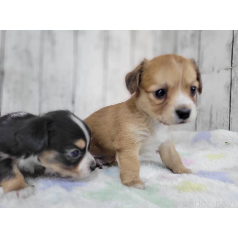 販売中の三重県のチワックス:チワワ×ミニチュアダックスフンド-447375の3枚目