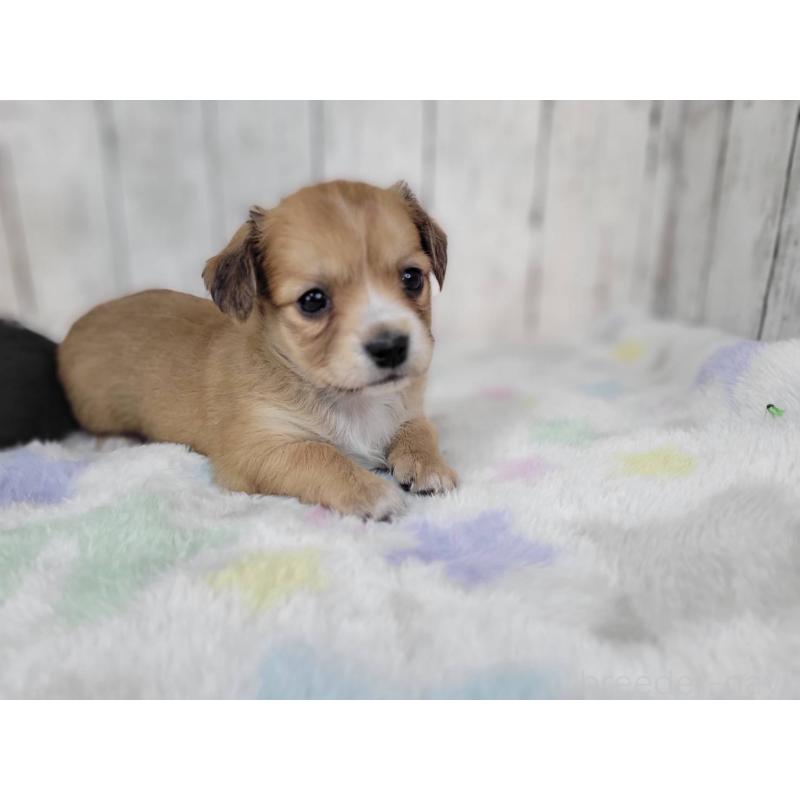 販売中の三重県のチワックス:チワワ×ミニチュアダックスフンド-447375の2枚目